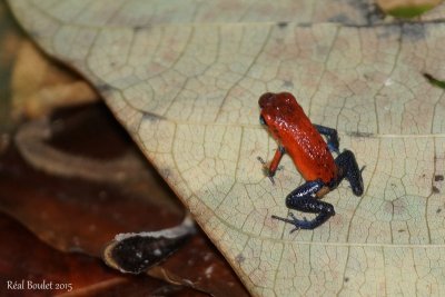 Jeans-grenouille de dard de poison