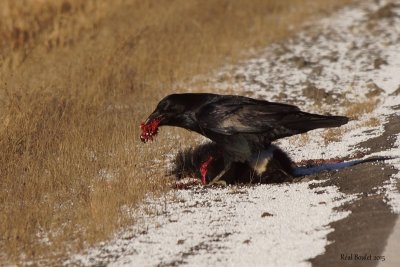 Grand Corbeau (Common Raven)