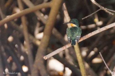 Martin-pcheur nain (American Pygmy Kingfisher)