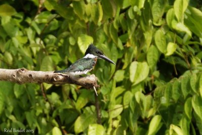 Martin-pcheur vert (Green Kingfisher)