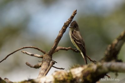 Moucherolle cendr (Tropical Pewee)