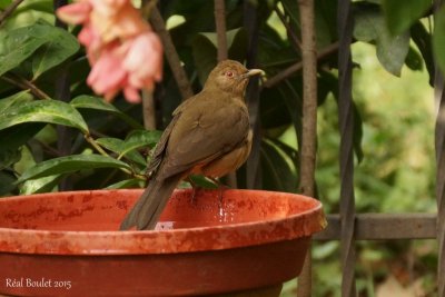 Merle fauve (Clay-colored Thrush)