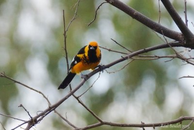 Oriole macul (Spot-breasted Oriole)