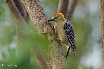 Hoffmann's Woodpecker