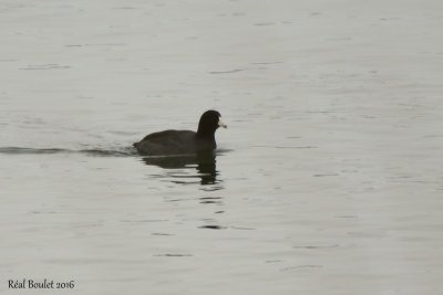 Foulque d'Amrique (American Coot)