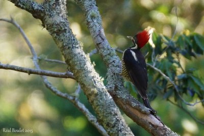 Pic ouentou (Lineated Woodpecker)