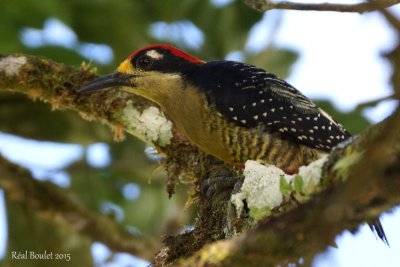 Pic de Pucheran (Black-cheeked Woodpecker)