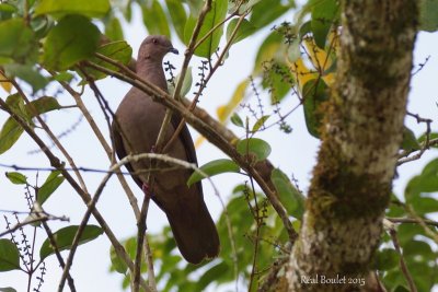 Pigeon  bec noir (Short-billed Pigeon)