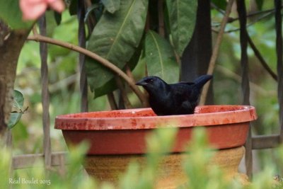 Quiscale chanteur (Melodious Blackbird)