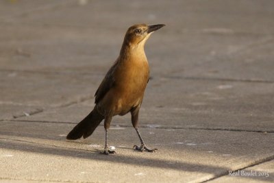 Quiscale  longue queue (Great-tailed Grackle)