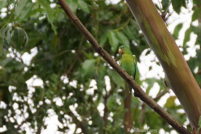 Toui  menton d'or (Orange-chinned Parakeet)