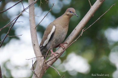 Tourterelle  ailes blanches (White-winged Dove)