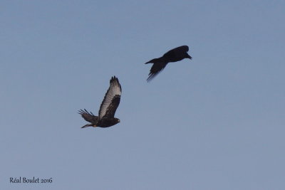 Buse pattue (Rough-legged Hawk) Grand Corbeau (Common Raven)