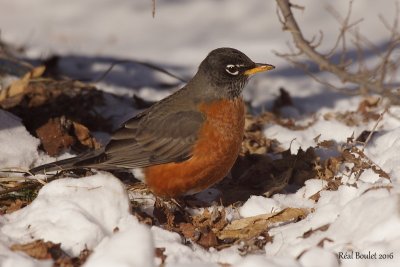 Merle d'Amrique (American Robin)