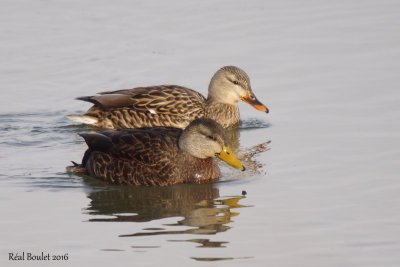 Canard noir (American Black Duck)