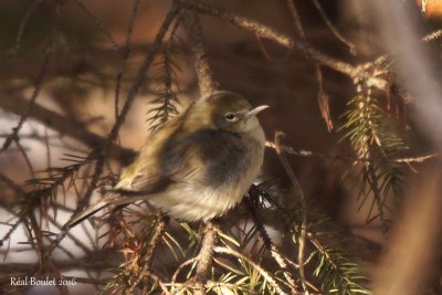 Paruline des pins (Pine Warbler)