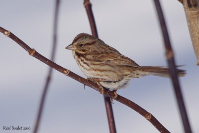 Bruant chanteur (Song Sparrow)