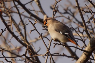 Jaseur boral (Bohemian Waxwing)