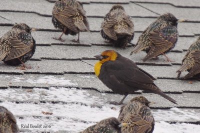 Carouge  tte jaune (Yellow-headed Blackbird)