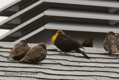 Carouge  tte jaune (Yellow-headed Blackbird)