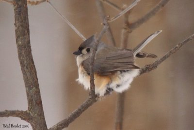 Mésange bicolore (Tufted Titmouse)