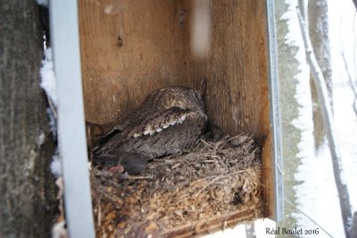 Petit-duc maculé (Eastern Screech-Owl)