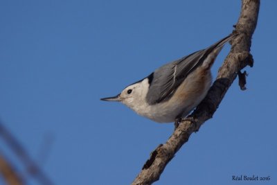 Sittelle  poitrine blanche (White-breasted Nuthatch) 