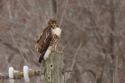 Buse à queue rousse (Red-tailed Hawk)