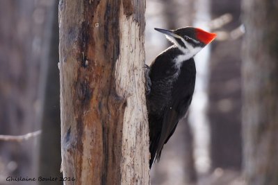 Grand Pic (Pileated Woodpecker)