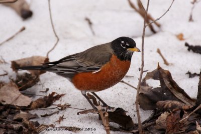 Merle d'Amrique (American Robin) 