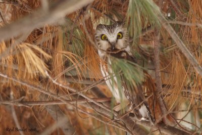 Petite Nyctale (Northern Saw-whet Owl)