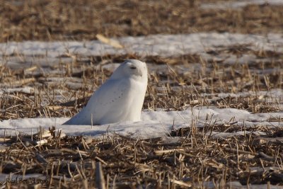 Harfang des neiges (Snowy Owl)