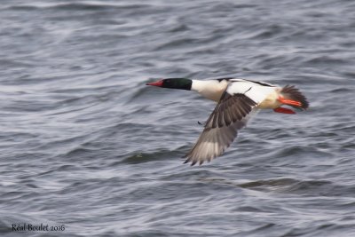 Grand Harle (Common Merganser)