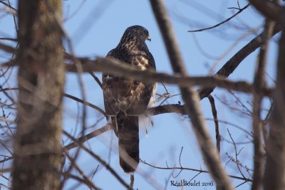 Autour des palombes (Northern Goshawk)