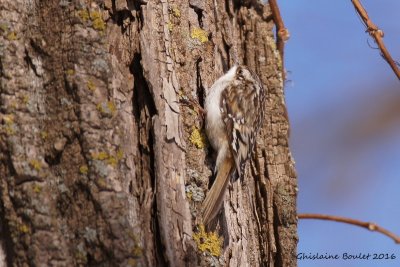 Grimpereau brun (Brown Creeper)