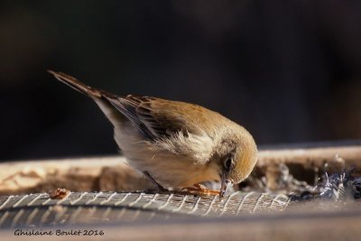 Paruline des pins (Pine Warbler)