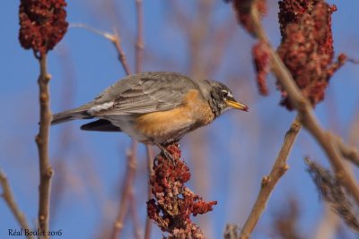 Merle d'Amérique (American Robin)