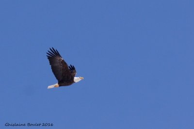 Pygargue  tte blanche (Bald Eagle)