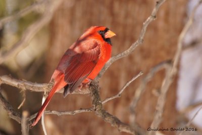 Cardinal rouge (Northern Cardinal)