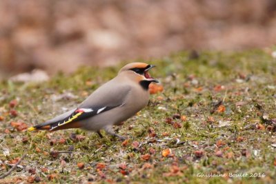 Jaseur boral (Bohemian Waxwing)