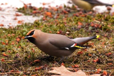 Jaseur boréal (Bohemian Waxwing)