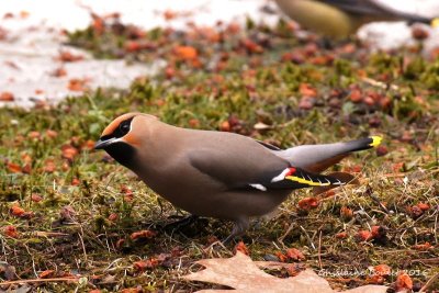 Jaseur boral (Bohemian Waxwing)