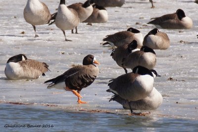 Oie rieuse (Greater White-fronted Goose)