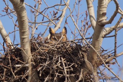 Grand-duc d'Amrique (Great Horned Owl)