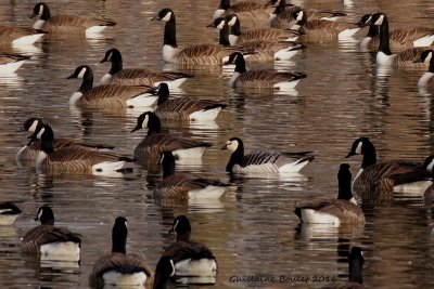 Bernache nonnette (Barnacle Goose)