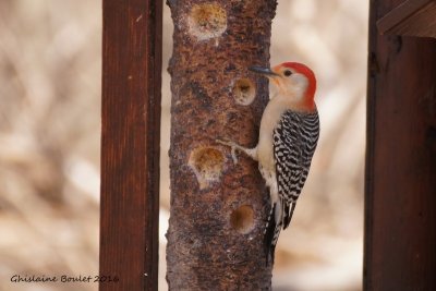Pic  ventre roux (Red-bellied Woodpecker)