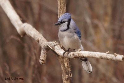 Geai bleu (Blue Jay)