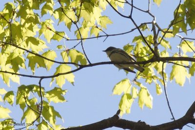 Paruline azure (Cerulean Warbler)