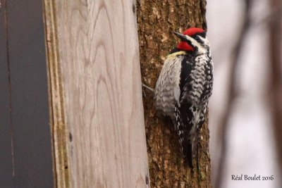 Pic macul (Yellow-bellied Sapsucker)