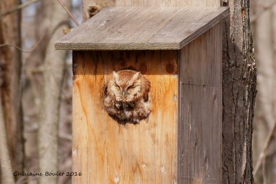 Petit-duc macul (Eastern Screech-Owl)